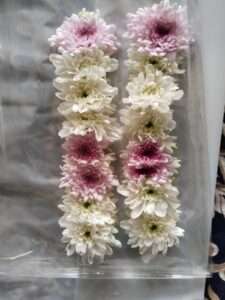 Blush Love Chrysanthemum Gajra