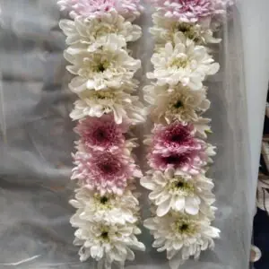 Blush Love Chrysanthemum Gajra