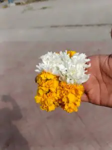 Yellow & White Chrysanthemum Gajra
