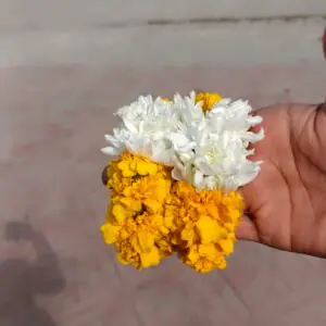 Yellow & White Chrysanthemum Gajra